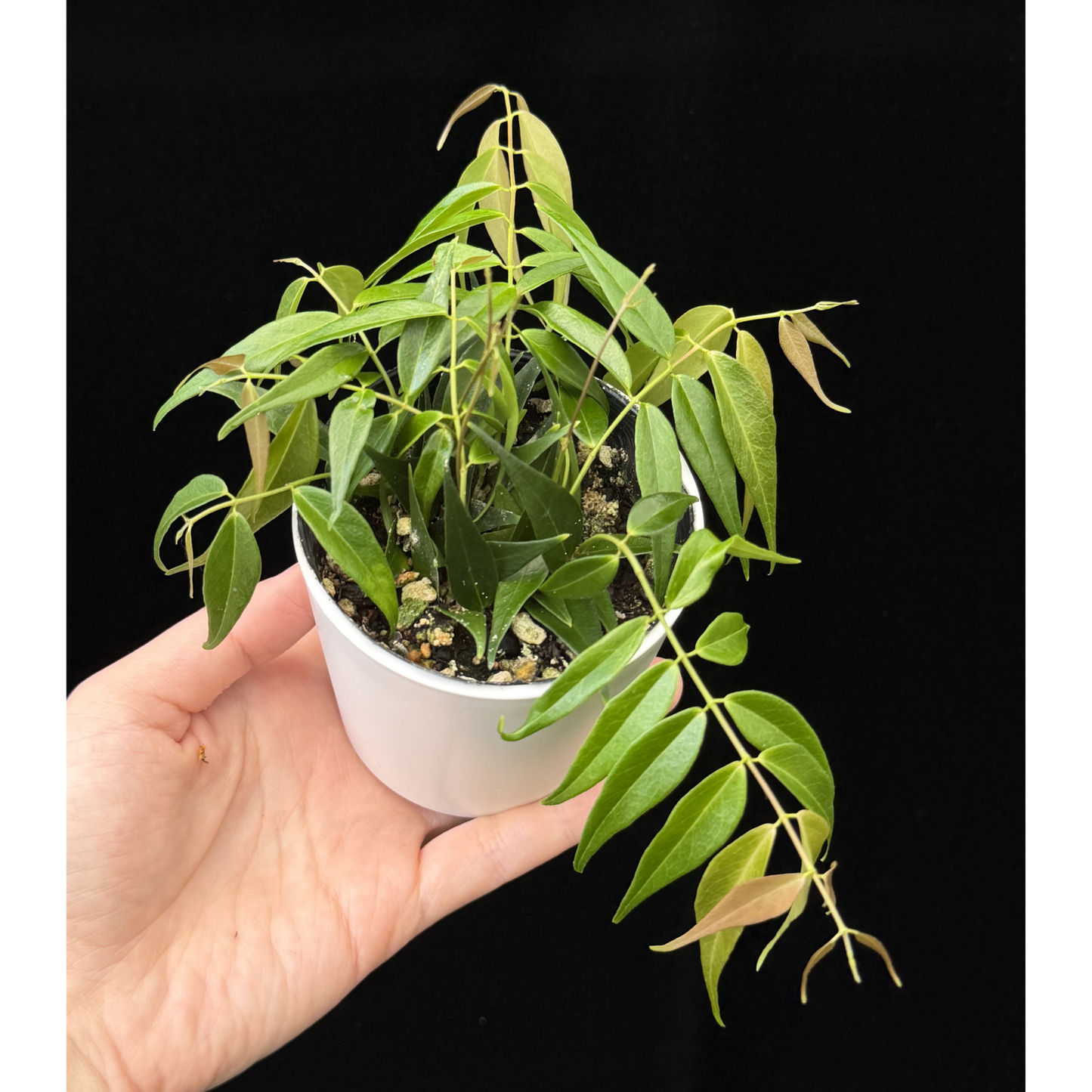 【一点もの】Hoya Leucantha 希少 レア