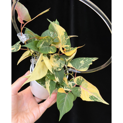 【一点もの販売】ファロピア マルチフローラ 斑入り クリア支柱Mサイズ仕立て Fallopia multiflora 'Variegata'　19