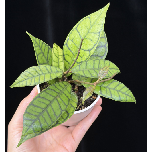【一点もの】ホヤ カリストフィラ Hoya callistophylla