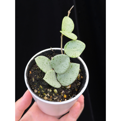 【一点もの】ホヤ マチルダ シルバー Hoya mathilde silver 希少 レア