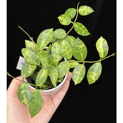 【一点もの】ホヤ ラクノーサ アマリーロ Hoya lacunosa 'Amarillo'  希少 レア 2