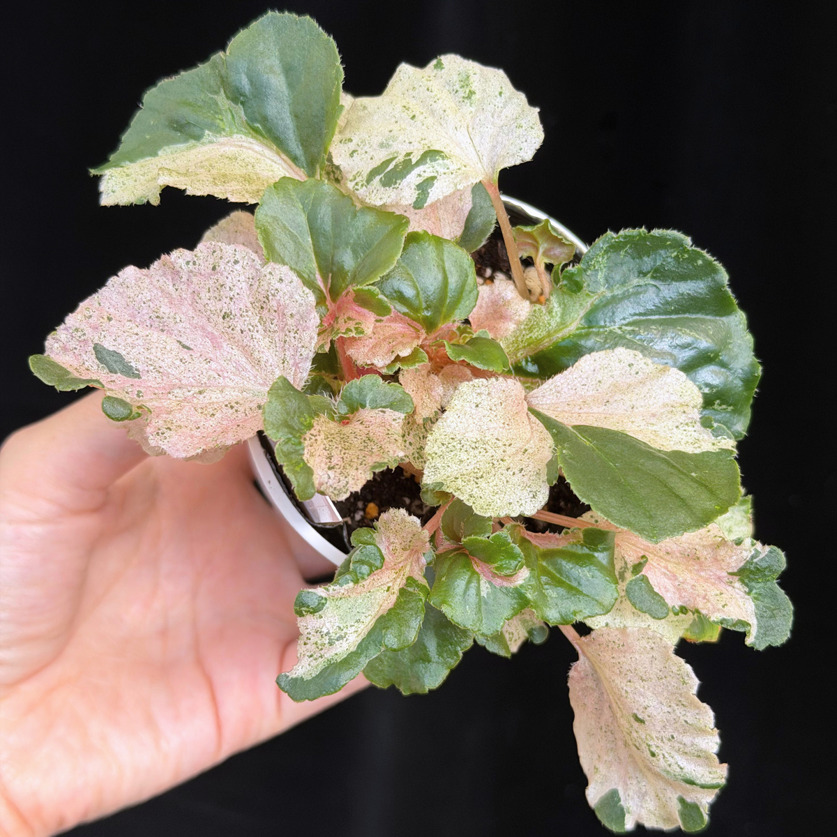 【一点もの】ベゴニア ククラータ ピンク斑入り begonia cucullata Pink variegated 希少 レア 14