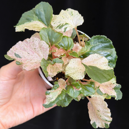 【一点もの】ベゴニア ククラータ ピンク斑入り begonia cucullata Pink variegated 希少 レア 14