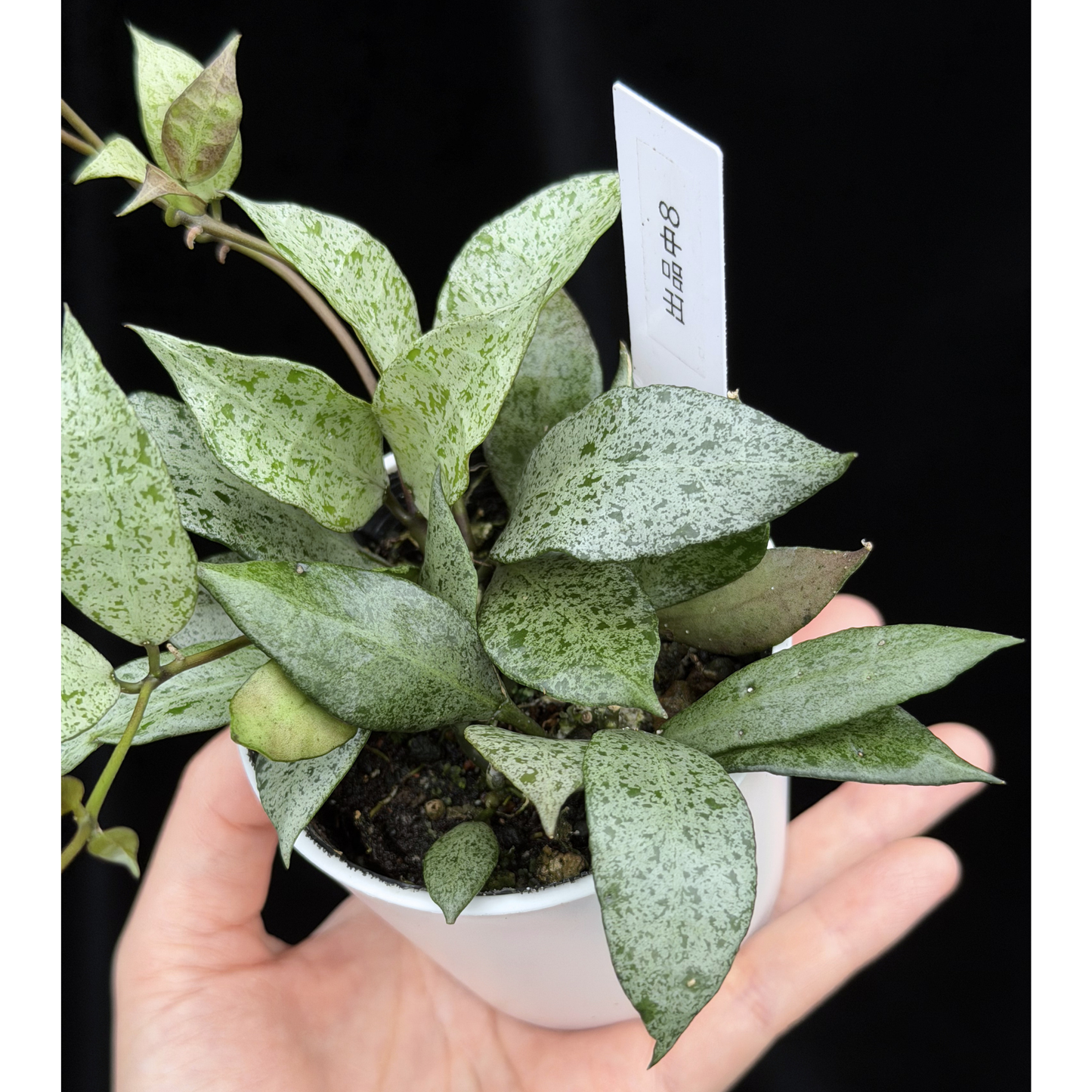 【一点もの】Hoya lacunosa moon shine ホヤ ラクノーサ ムーンシャイン 希少 レア 8
