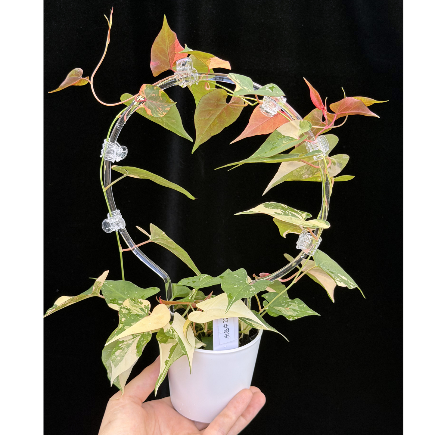 【一点もの販売】ファロピア マルチフローラ 斑入り クリア支柱Mサイズ仕立て Fallopia multiflora 'Variegata' 22