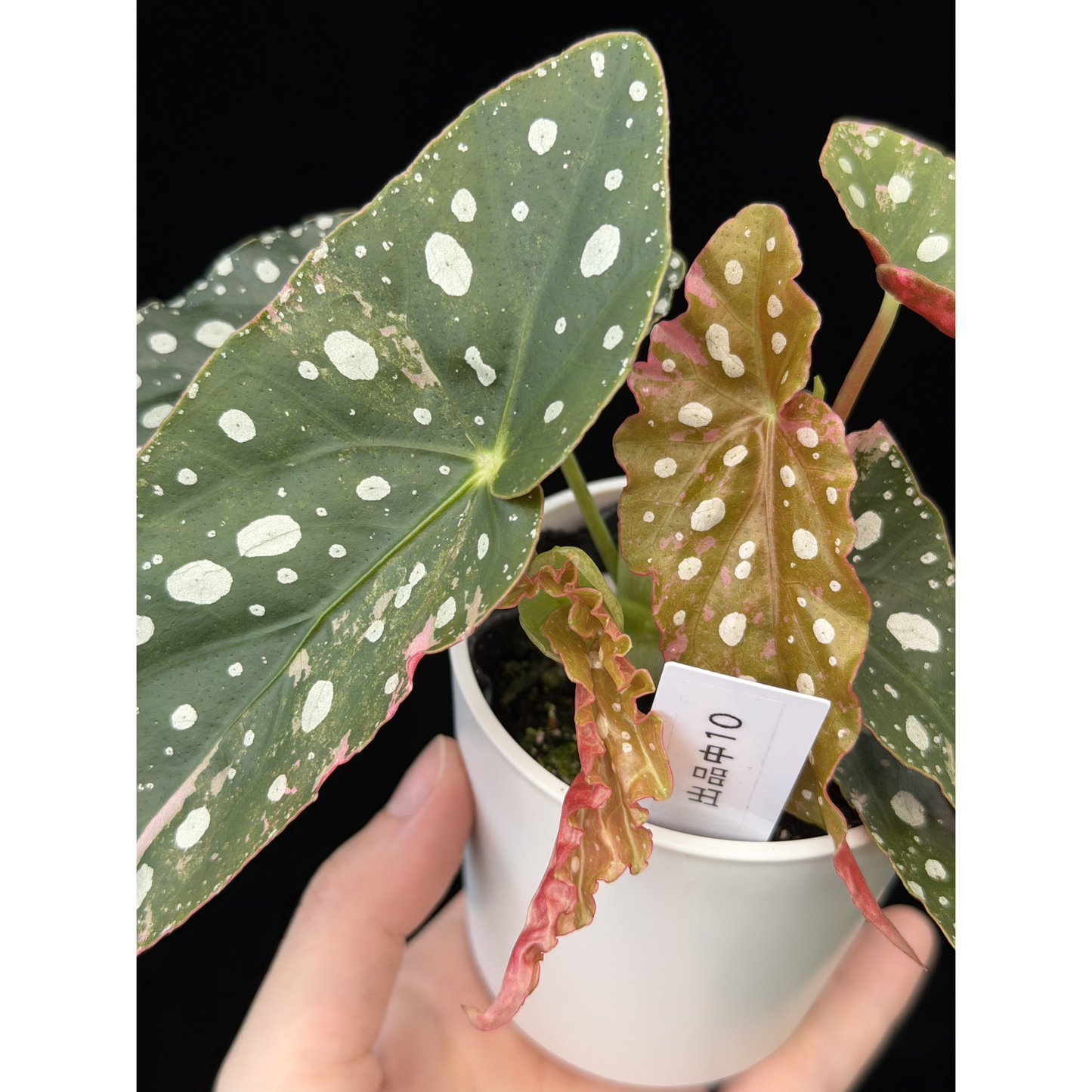 【一点もの】ベゴニア マクラータ ピンク 斑入り 10 希少 レア