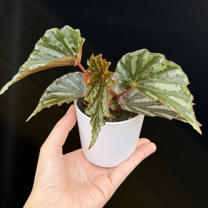 【一点もの】ベゴニア イリアンジャヤ Begonia sp.Irian jaya