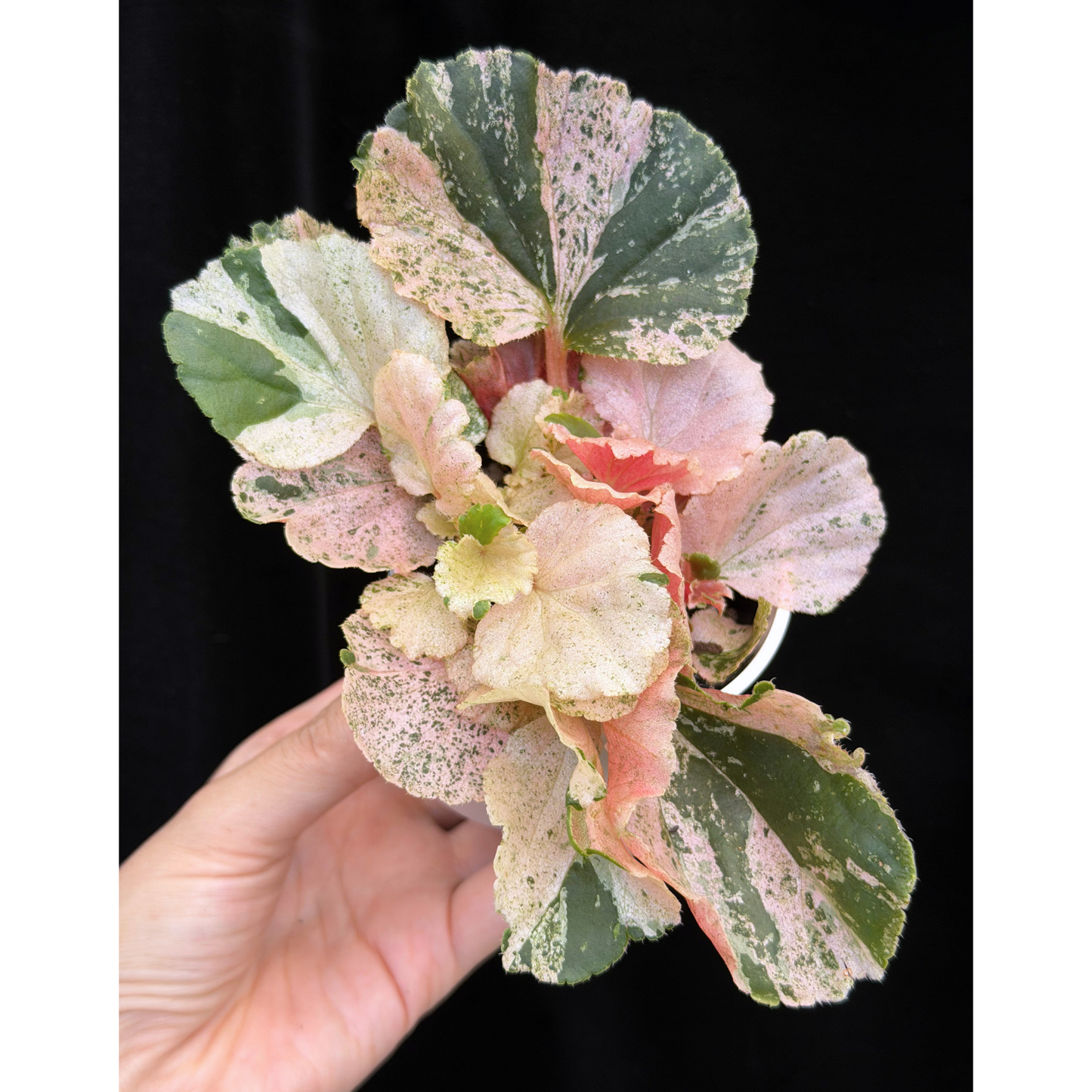 【一点もの】ベゴニア ククラータ ピンク斑入り begonia cucullata Pink variegated 希少 レア