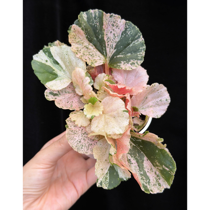 【一点もの】ベゴニア ククラータ ピンク斑入り begonia cucullata Pink variegated 希少 レア