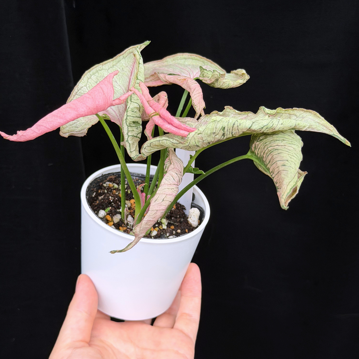 【一点もの】シンゴニウム ピンクローリー Syngonium Pink Rolli 27