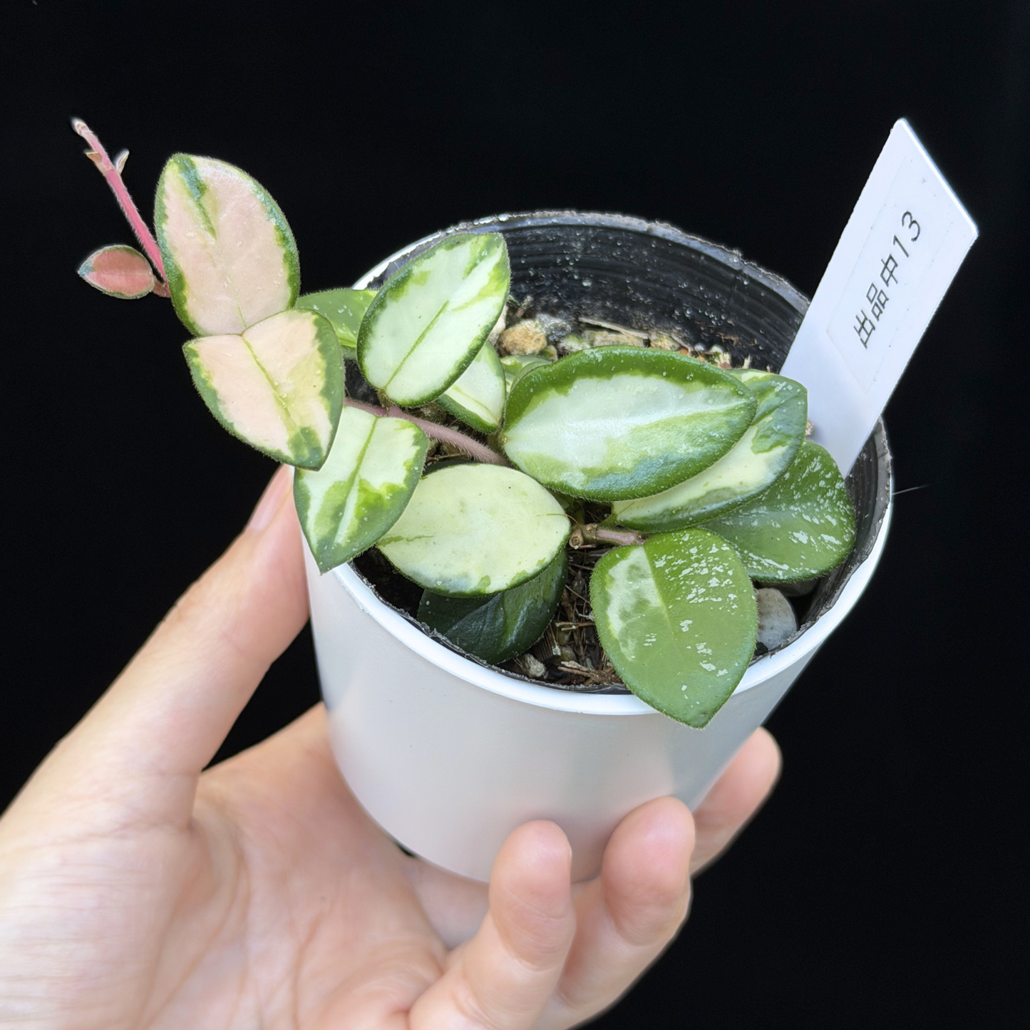 【一点もの】ホヤ マチルダ 内斑入り Hoya mathilde inner variegated 希少 レア 13