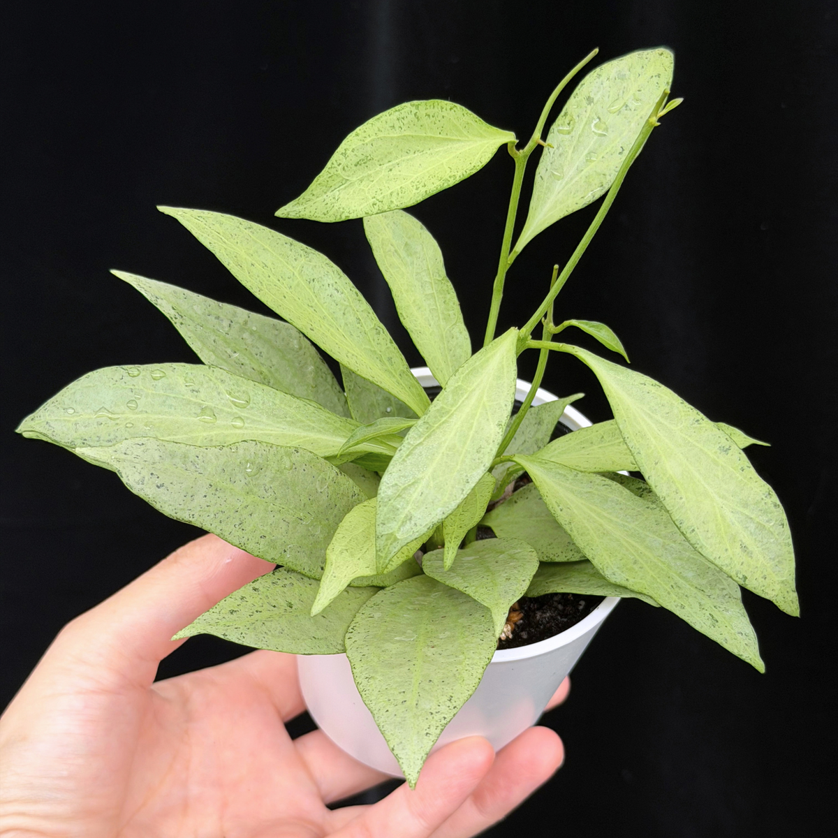 【一点もの】ホヤ・ニューギニアゴースト Hoya carnosa 'New Guinea Ghost'