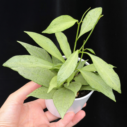 【一点もの】ホヤ・ニューギニアゴースト Hoya carnosa 'New Guinea Ghost'