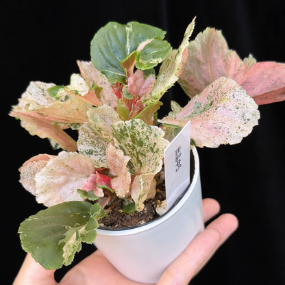 【一点もの】ベゴニア ククラータ ピンク斑入り begonia cucullata Pink variegated 希少 レア 5