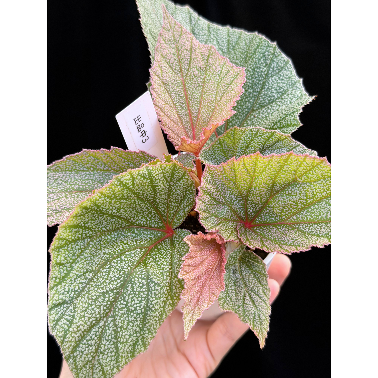 【一点もの】ベゴニア シンバッド Begonia Sinbad 3