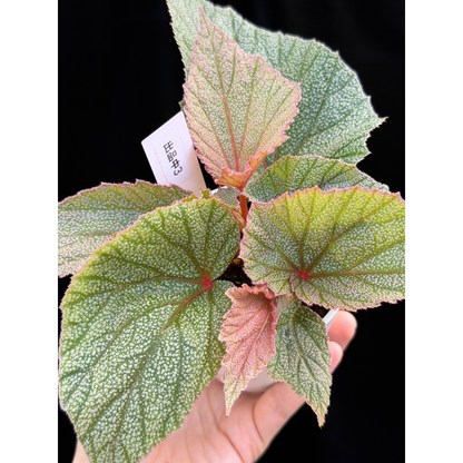 【一点もの】ベゴニア シンバッド Begonia Sinbad 3