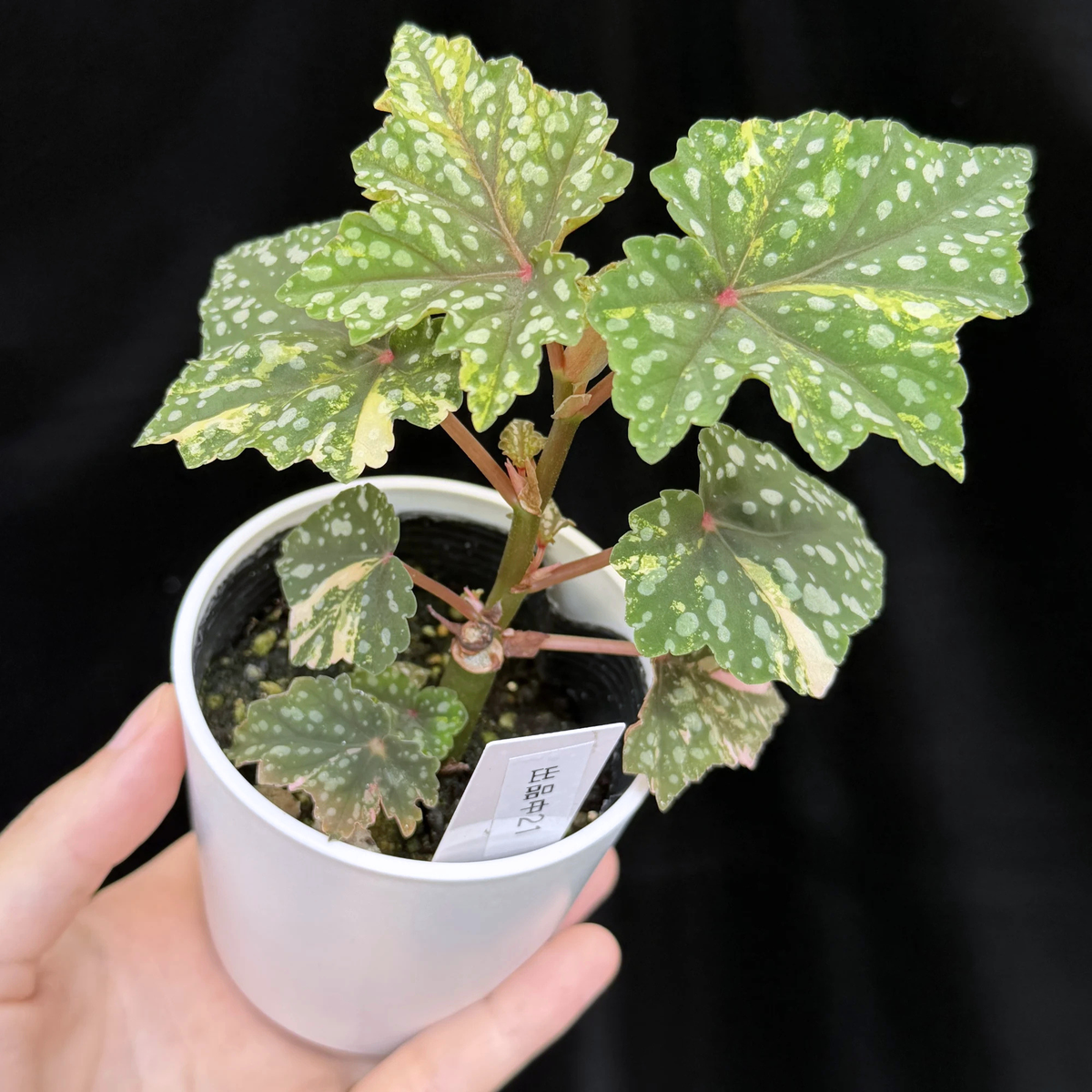 【一点もの】ベゴニア 出雲の煌星 斑入り Izumo no Kiraboshi variegated 希少 激レア 21