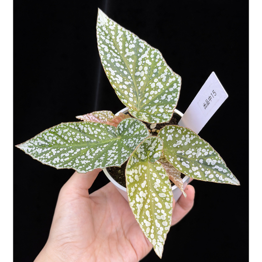 【一点もの】ベゴニア スノーキャップド ピンク斑入り Begonia Snow Capped variegata 15