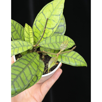 【一点もの】ホヤ カリストフィラ Hoya callistophylla