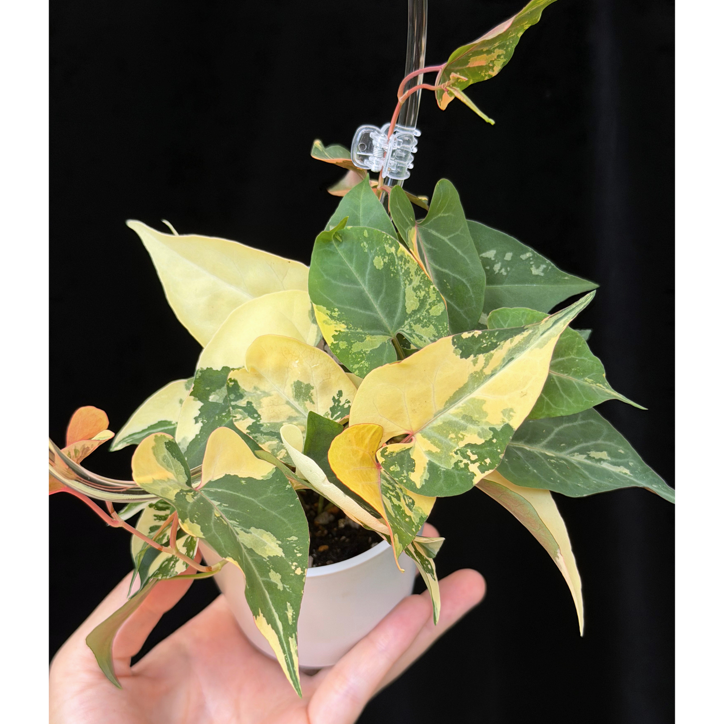 【一点もの販売】ファロピア マルチフローラ 斑入り クリア支柱Mサイズ仕立て Fallopia multiflora 'Variegata'　19