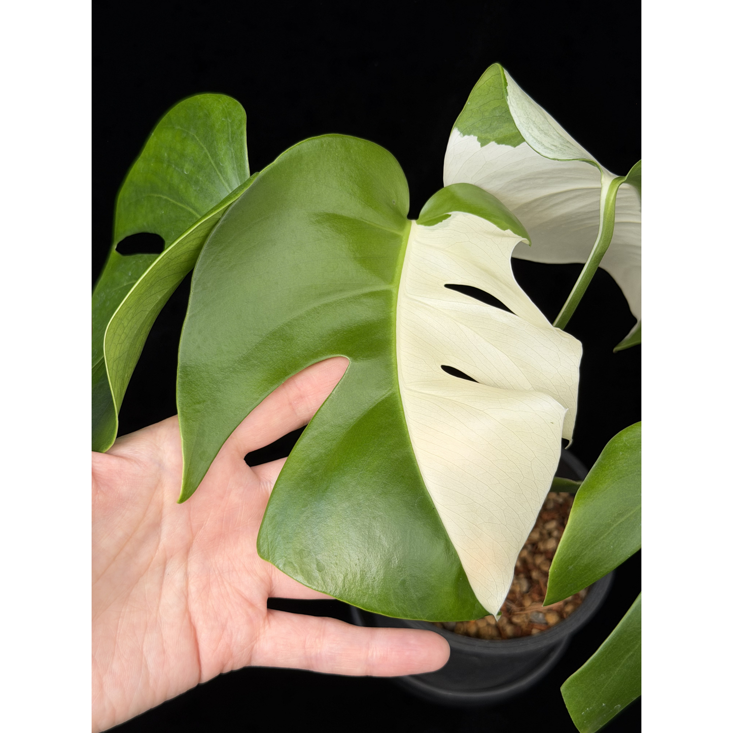 【一点もの】モンステラ ボルシギアナ ホワイトタイガー 斑入り ハーフムーン 4号 プラスチック鉢 BLACK PLASTIC POT 受け皿付き