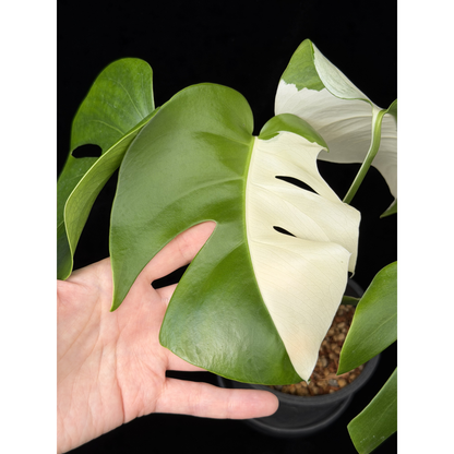 【一点もの】モンステラ ボルシギアナ ホワイトタイガー 斑入り ハーフムーン 4号 プラスチック鉢 BLACK PLASTIC POT 受け皿付き