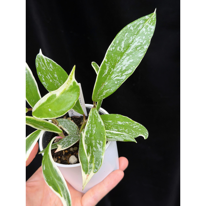 【一点もの】ホヤ プビカリクス ピンクシルバー アルボマギナータ スプラッシュ Hoya Pubicalyx pink silver albomarginata splash 希少 レア