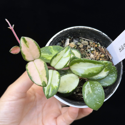 【一点もの】ホヤ マチルダ 内斑入り Hoya mathilde inner variegated 希少 レア 13