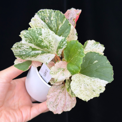 【一点もの】ベゴニア ククラータ ピンク斑入り begonia cucullata Pink variegated 希少 レア 10