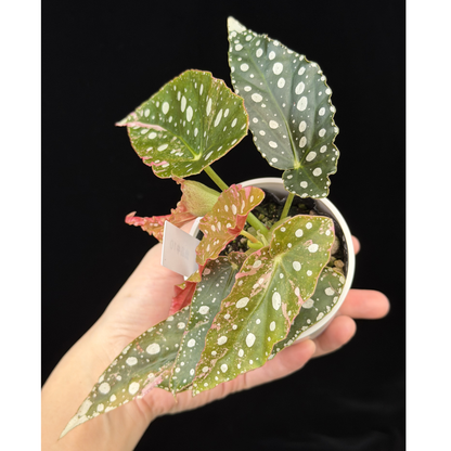 【一点もの】ベゴニア マクラータ ピンク 斑入り 10 希少 レア