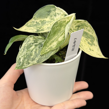 【一点もの】スキンダプサス ジェイドサテン マーブルクイーン Scindapsus Jade Satin Marble Queen