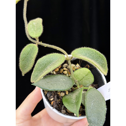 【一点もの】ホヤ トムソニー  Hoya thomsonii