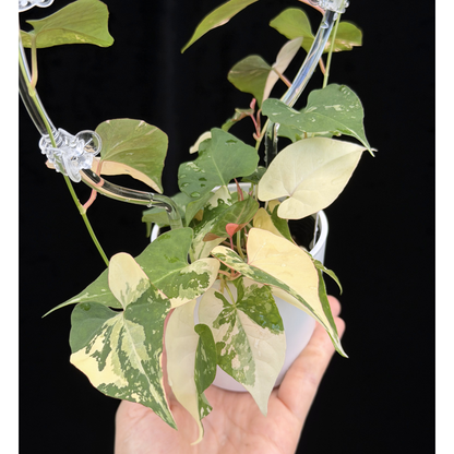 【一点もの販売】ファロピア マルチフローラ 斑入り クリア支柱Mサイズ仕立て Fallopia multiflora 'Variegata' 22
