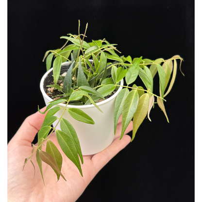【一点もの】Hoya Leucantha 希少 レア