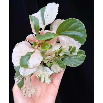 【一点もの】ベゴニア ククラータ ピンク斑入り begonia cucullata Pink variegated 希少 レア