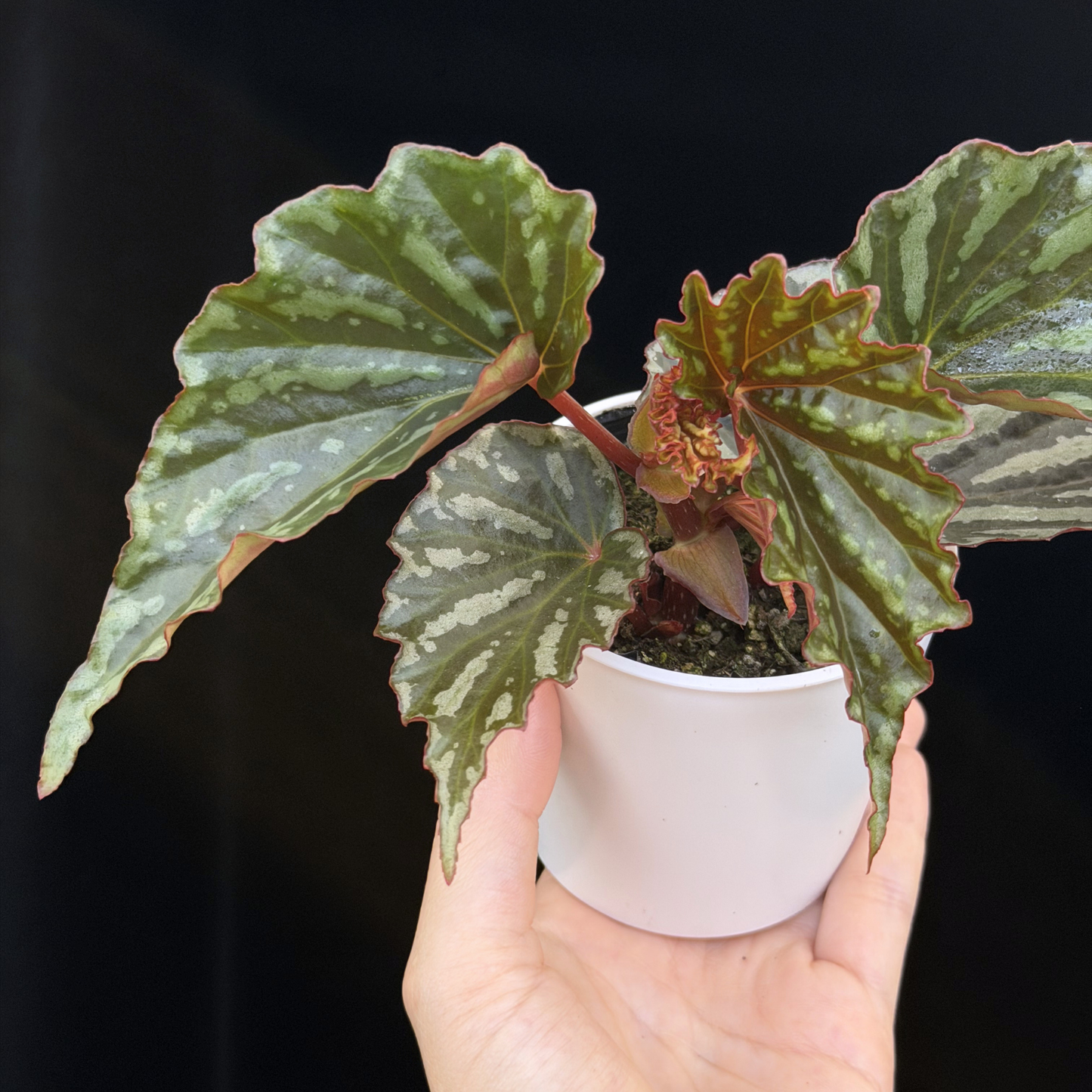 【一点もの】ベゴニア イリアンジャヤ Begonia sp.Irian jaya