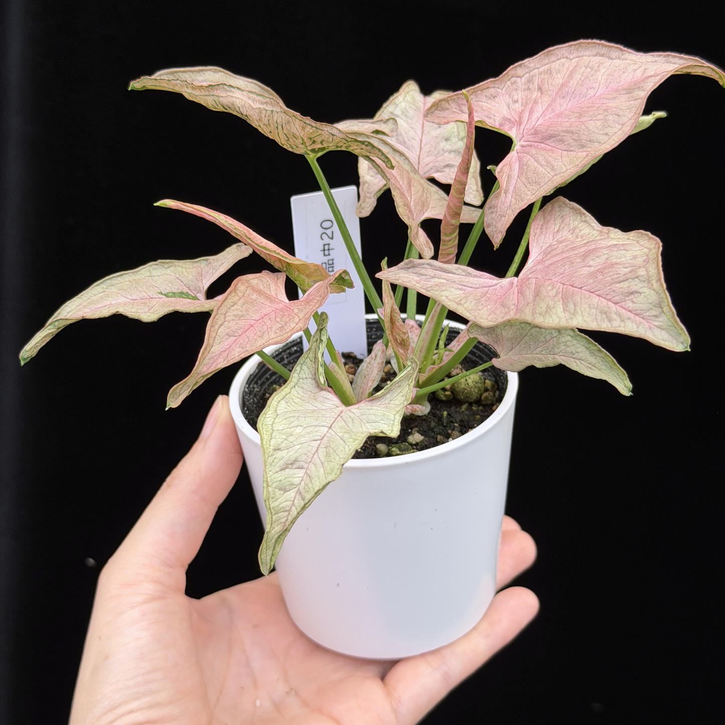 【一点もの】シンゴニウム ピンクローリー Syngonium Pink Rolli 20