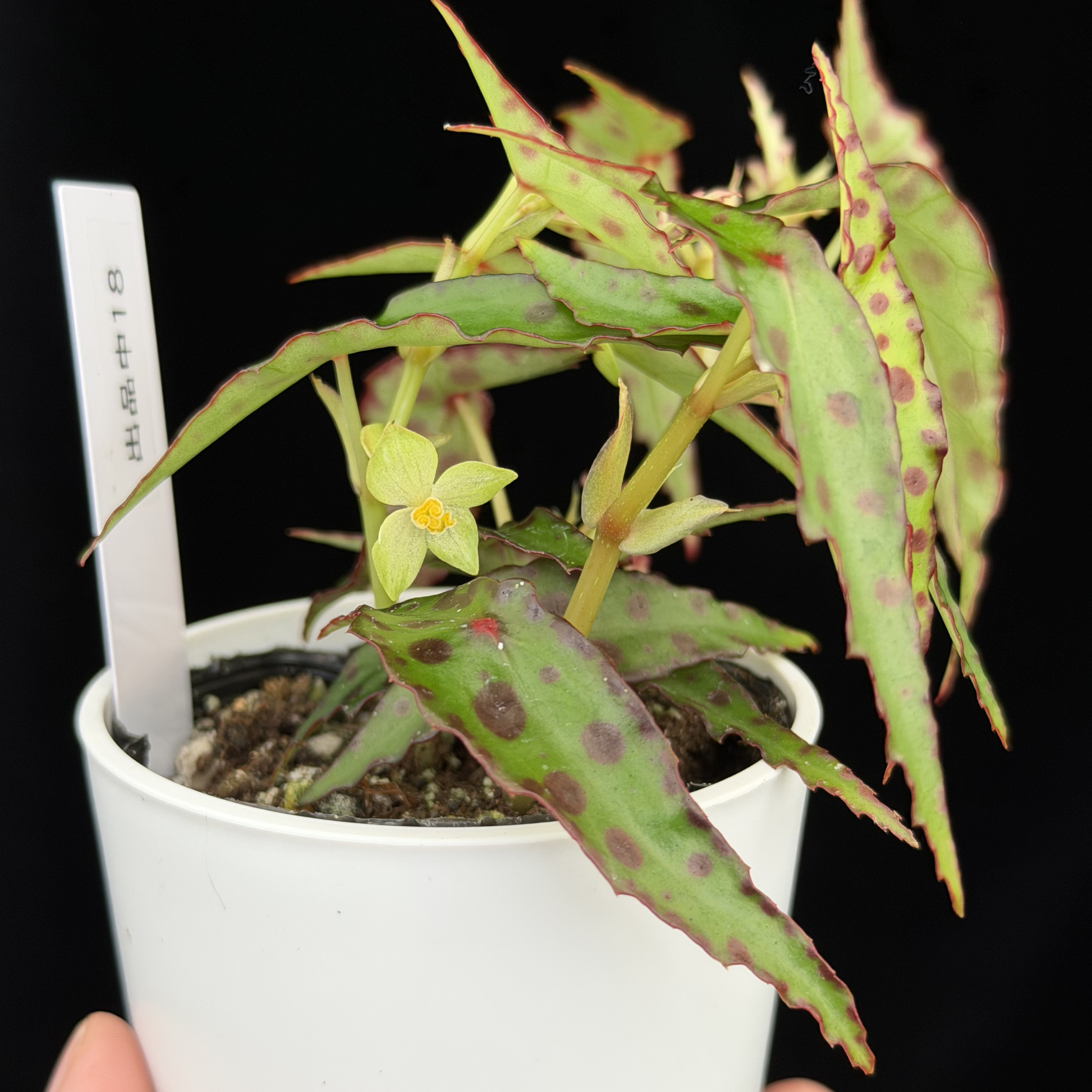 一点もの】ベゴニア・アンフィオクサス Begonia amphioxus 18 – inakougei