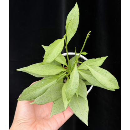 【一点もの】ホヤ・ニューギニアゴースト Hoya carnosa 'New Guinea Ghost'