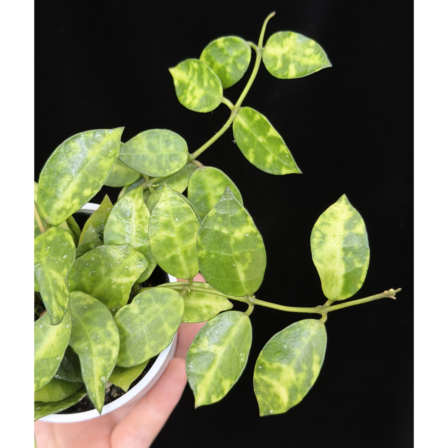 【一点もの】ホヤ ラクノーサ アマリーロ Hoya lacunosa 'Amarillo'  希少 レア 2