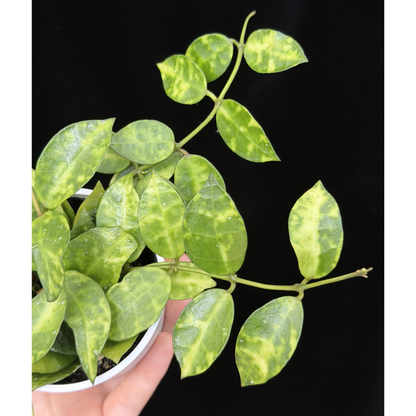 【一点もの】ホヤ ラクノーサ アマリーロ Hoya lacunosa 'Amarillo'  希少 レア 2