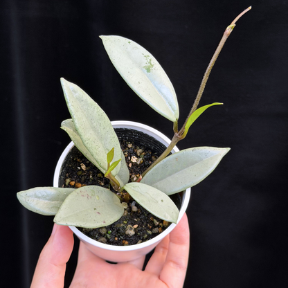 【一点もの】ホヤ ウィルバーグレイブス シルバー Hoya carnosa 'wilbur graves silver'
