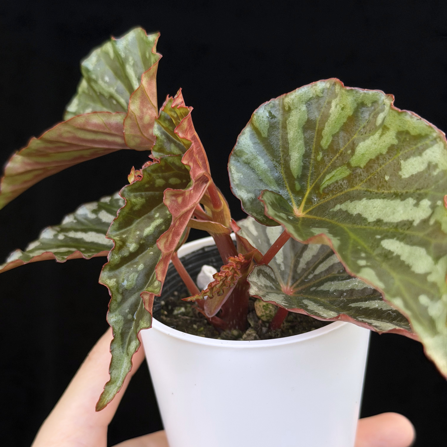 【一点もの】ベゴニア イリアンジャヤ Begonia sp.Irian jaya