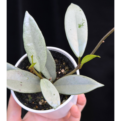 【一点もの】ホヤ ウィルバーグレイブス シルバー Hoya carnosa 'wilbur graves silver'