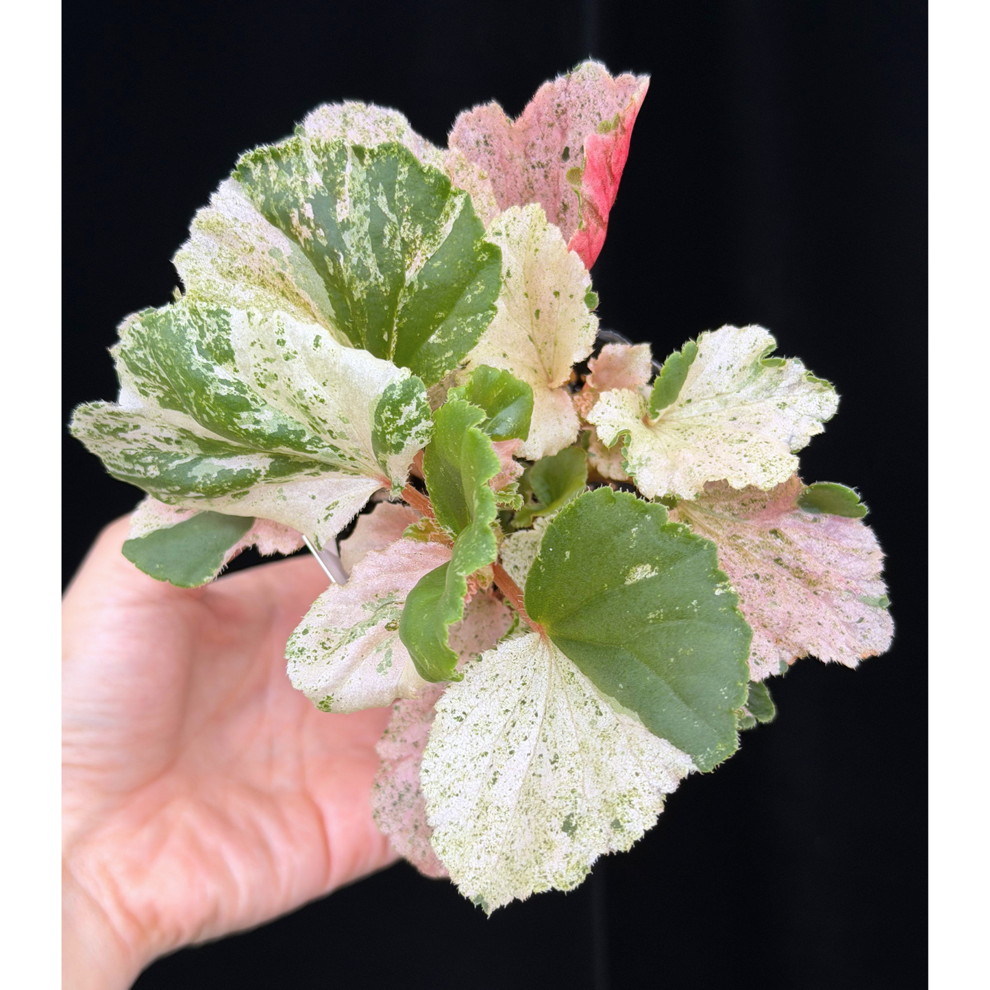 【一点もの】ベゴニア ククラータ ピンク斑入り begonia cucullata Pink variegated 希少 レア 10