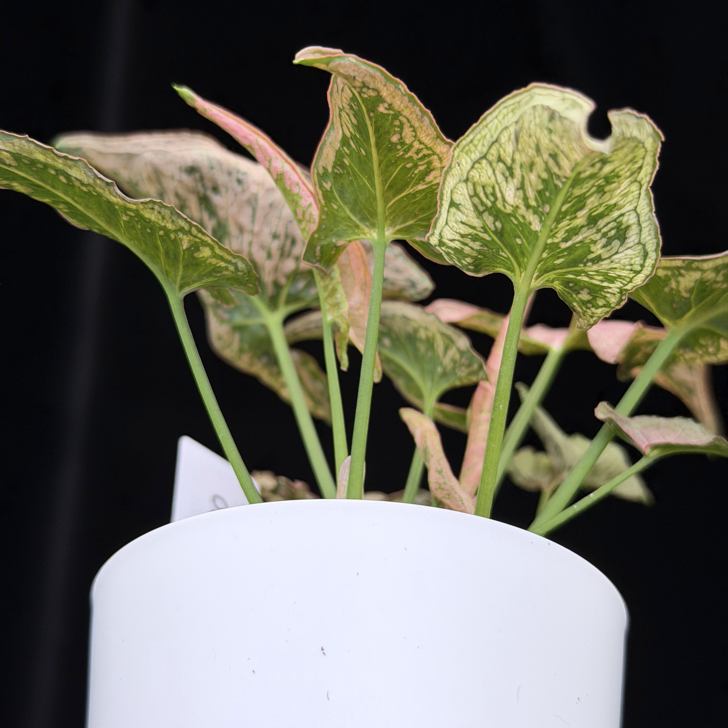 【一点もの】シンゴニウム ピンクローリー Syngonium Pink Rolli 20