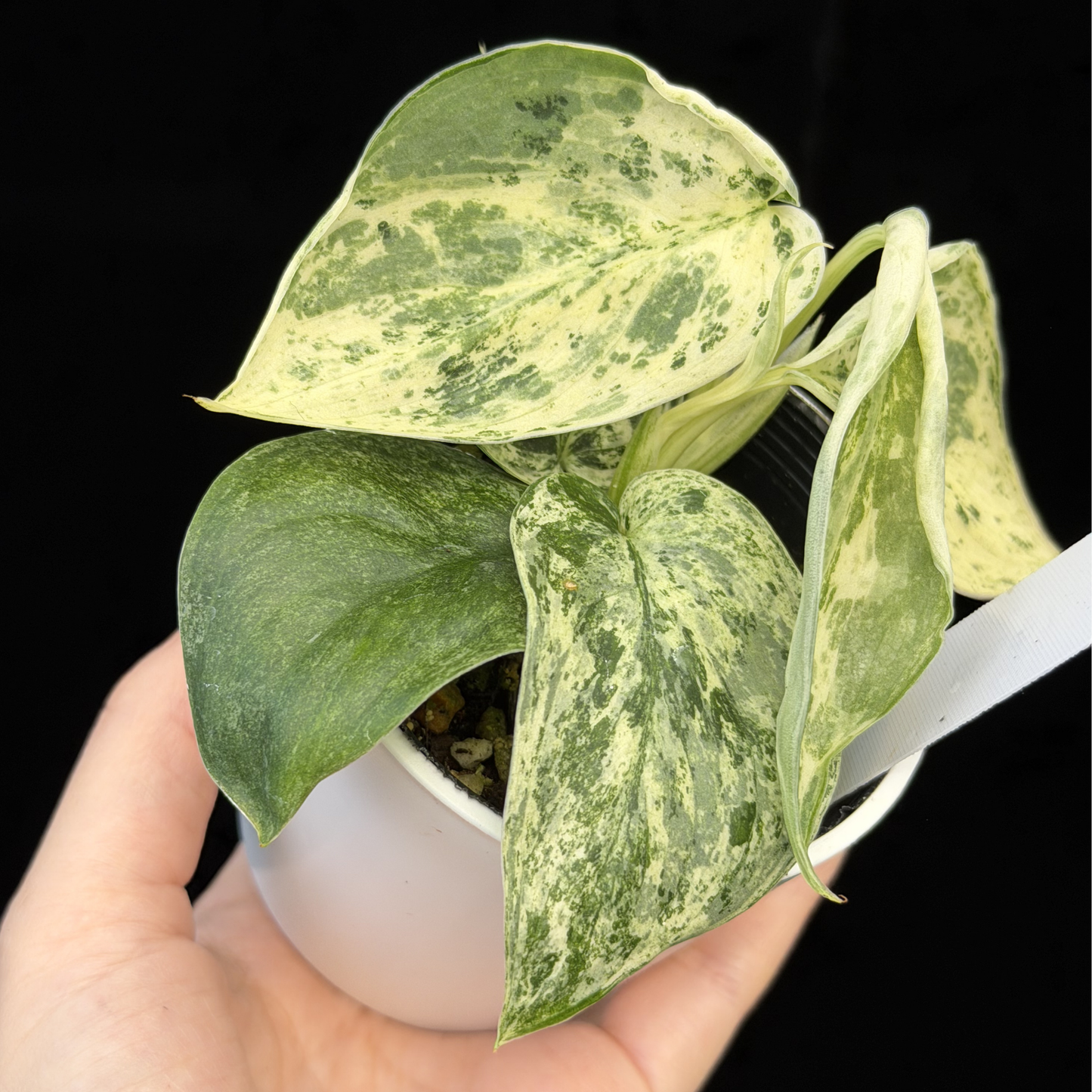 【一点もの】スキンダプサス ジェイドサテン マーブルクイーン Scindapsus Jade Satin Marble Queen