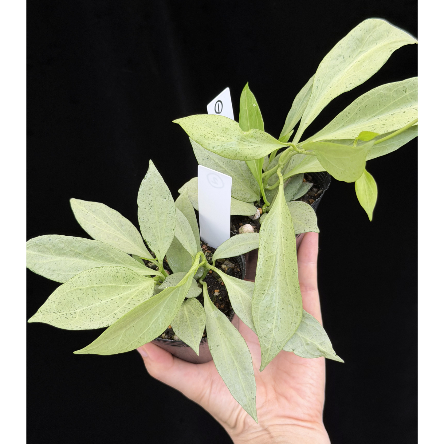【一点もの】ホヤ・ニューギニアゴースト Hoya carnosa 'New Guinea Ghost' 【1〜2から株を選ぶ】