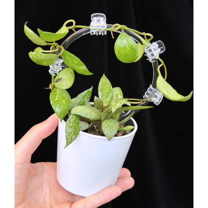 【一点もの】ホヤ ラクノーサ スルカタ Hoya lacunosa sulcata Sサイズ支柱仕立て
