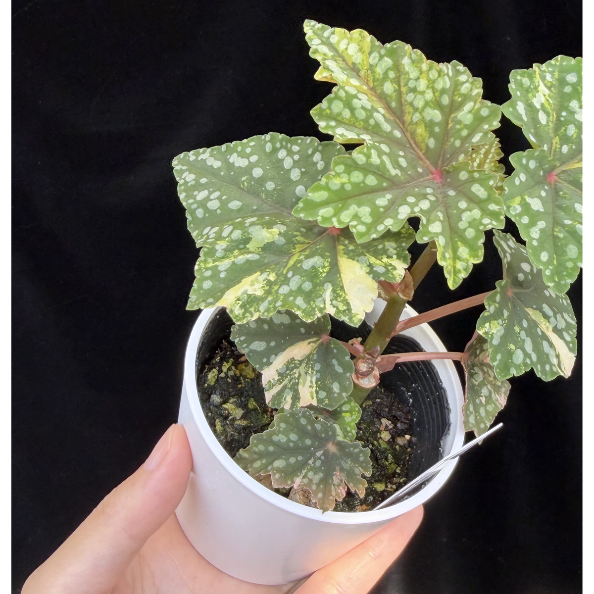 【一点もの】ベゴニア 出雲の煌星 斑入り Izumo no Kiraboshi variegated 希少 激レア 21